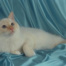 Схема вышивки «Кот»