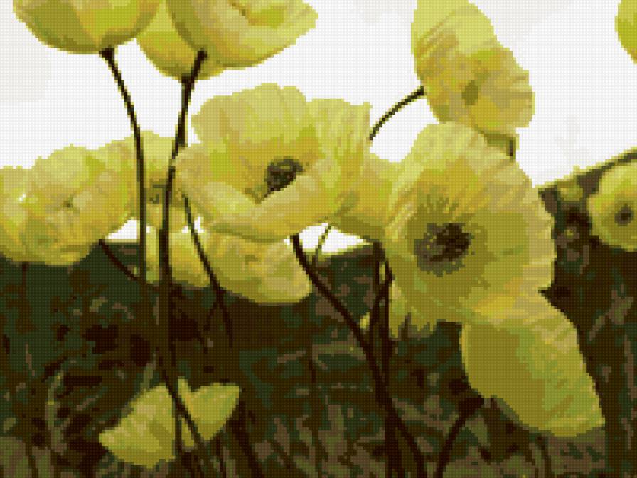 маки - предпросмотр