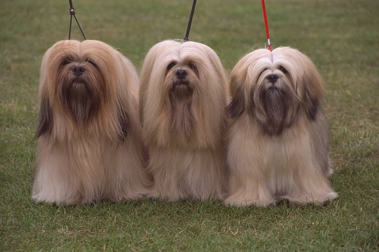 №23011 - собаки - оригинал