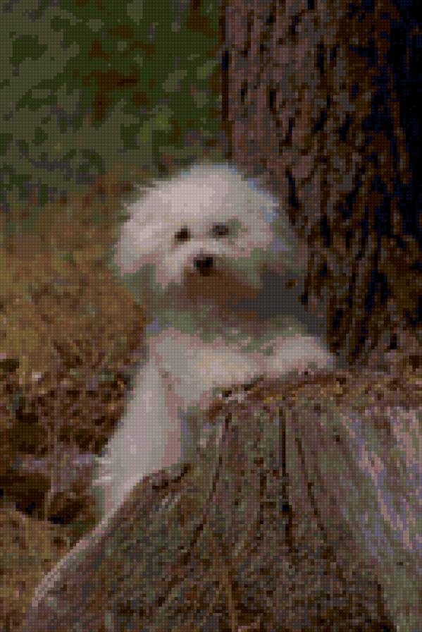 Песик - собаки - предпросмотр