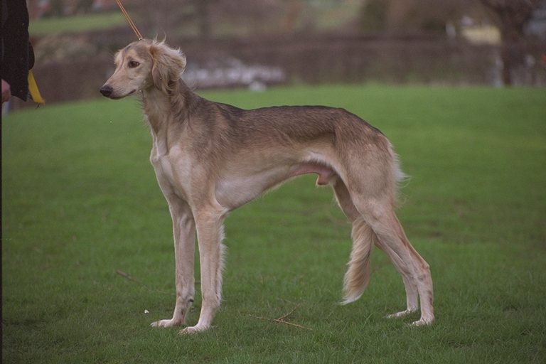 №23023 - собаки - оригинал