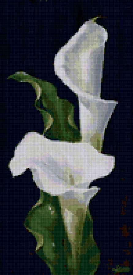 каллы - предпросмотр