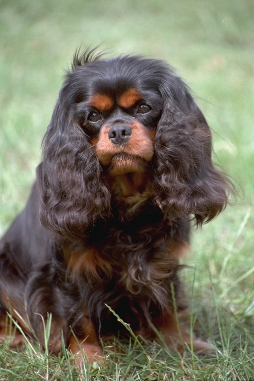 Пес - собаки - оригинал