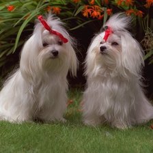 Схема вышивки «№23226»