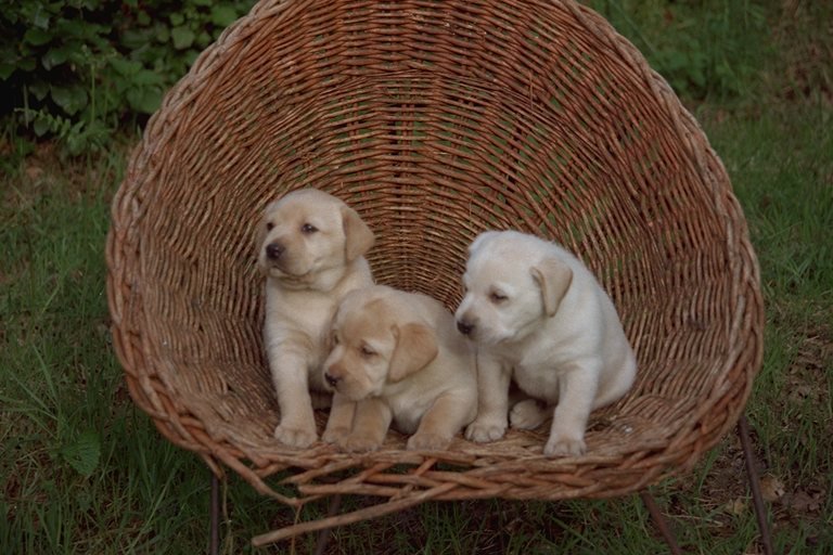 Щенки - собаки - оригинал