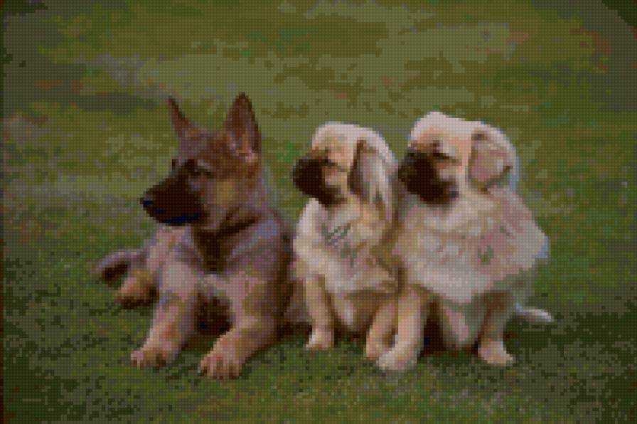 №23235 - собаки - предпросмотр