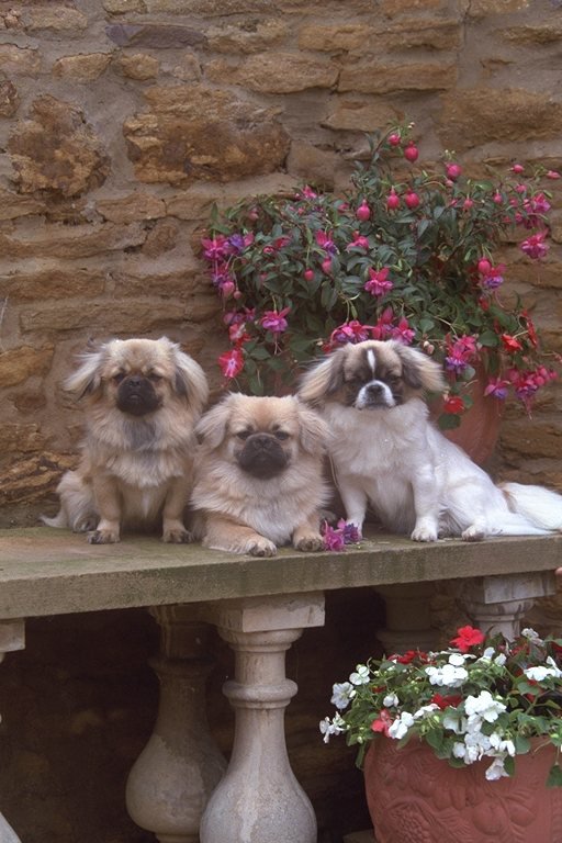 №23236 - собаки - оригинал