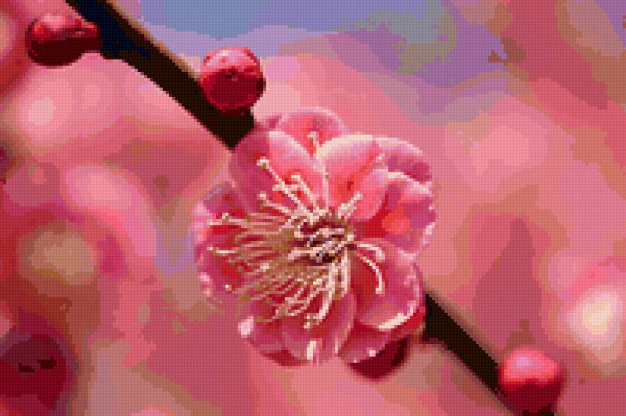 floare - предпросмотр