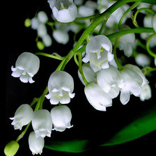 Схема вышивки «floare»