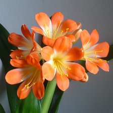 Схема вышивки «floare»