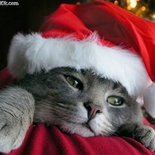 Схема вышивки «pisicuta»