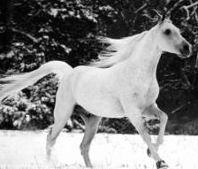 белая лошадь