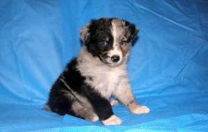 щенок - животное - оригинал