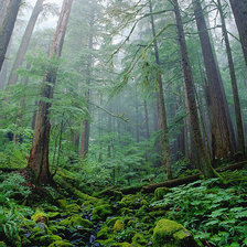 Схема вышивки «Лес»