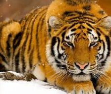 Схема вышивки «тигр»