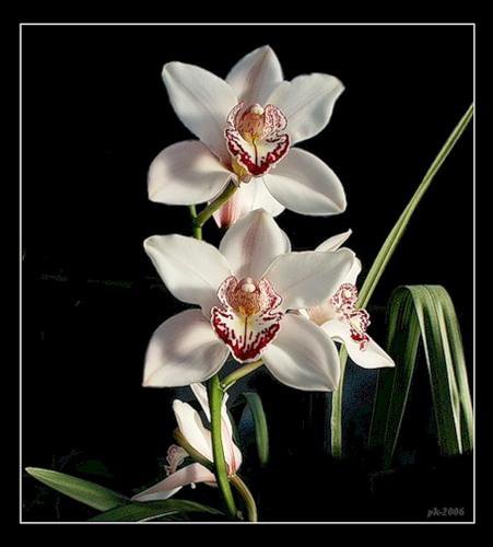 floare - оригинал