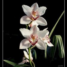 Схема вышивки «floare»