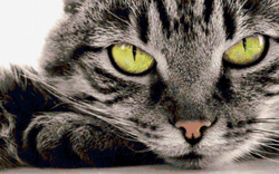 кот - предпросмотр