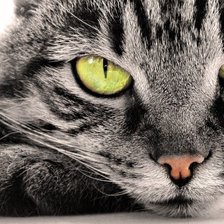 Схема вышивки «кот»