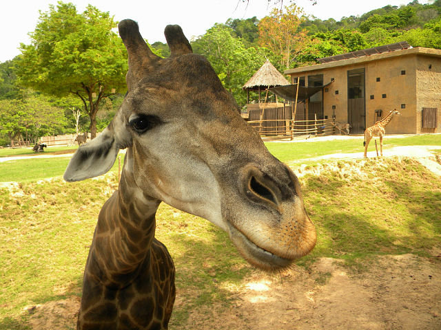 Жирафо - животное, жираф - оригинал