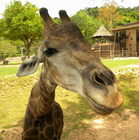 Жираф - жираф - оригинал