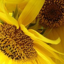 Схема вышивки «подсолнухи»