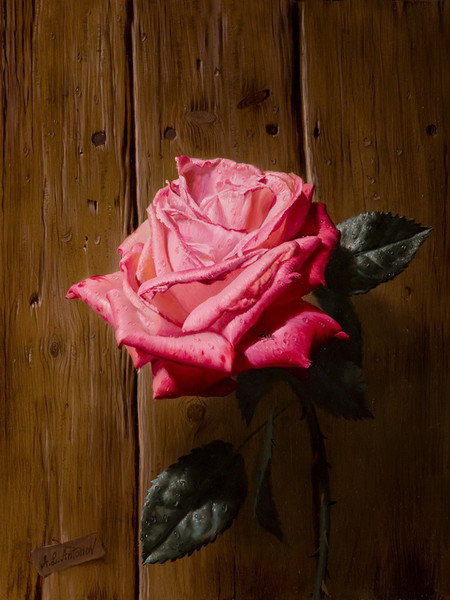 роза - цветы роза - оригинал