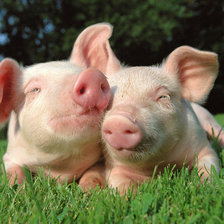 Схема вышивки «Поросята»