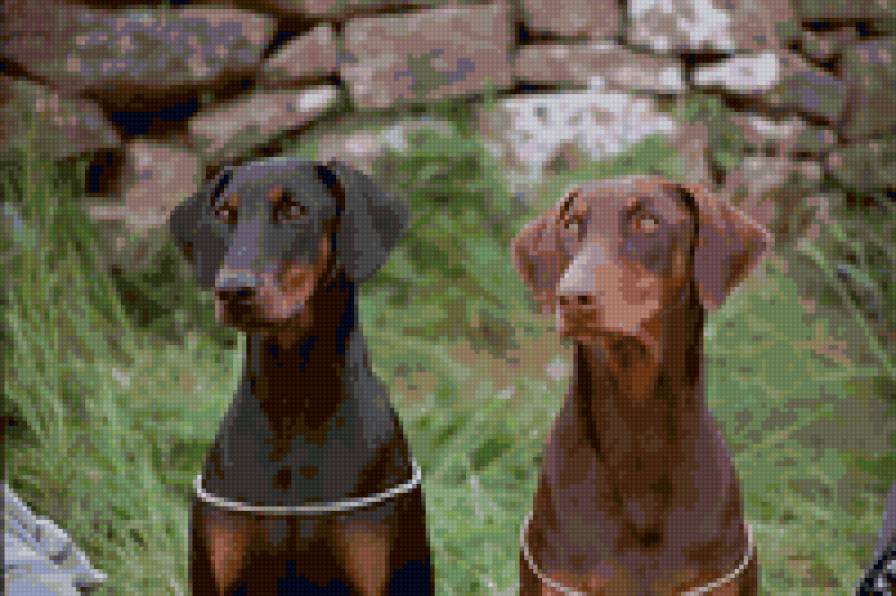 Пара - собаки - предпросмотр