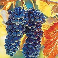 Схема вышивки «Виноград)»