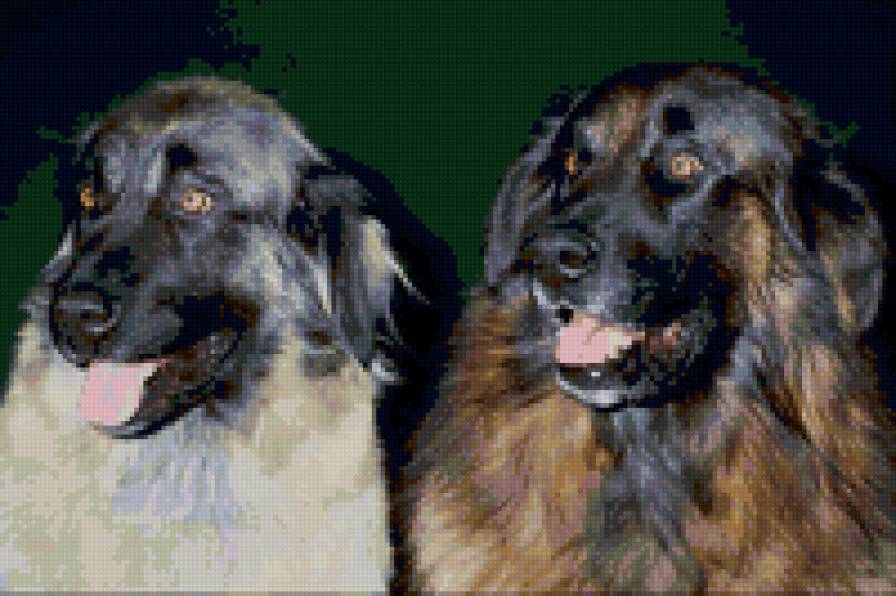 №24051 - собаки - предпросмотр