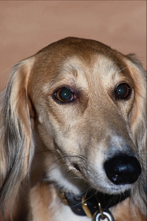 №24062 - собаки - оригинал