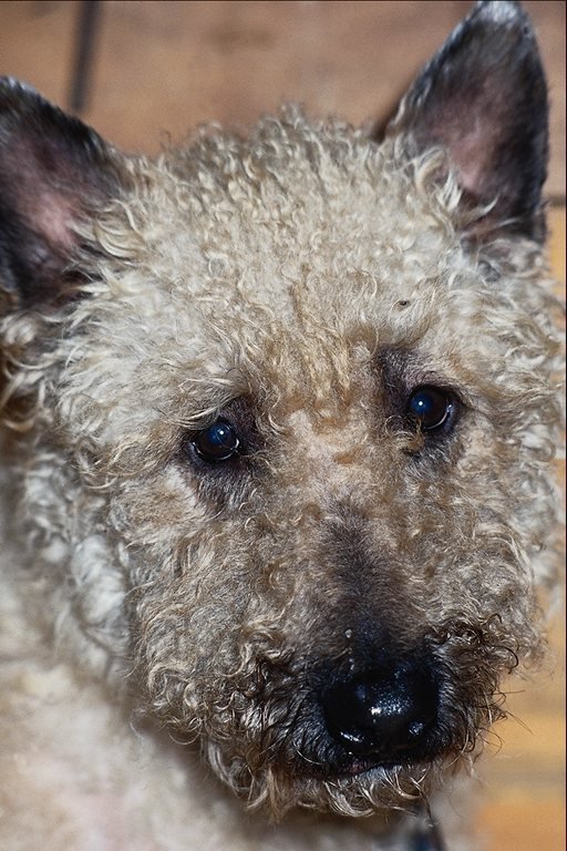 №24063 - собаки - оригинал