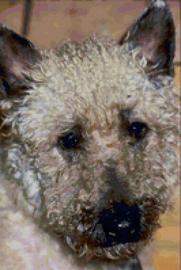 №24063 - собаки - предпросмотр