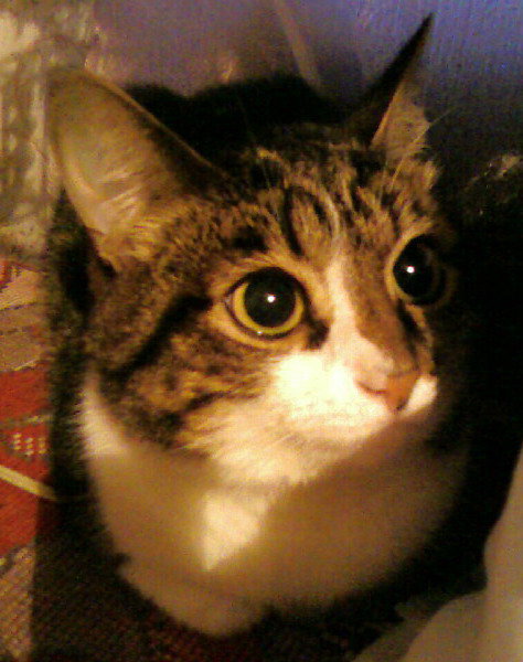 Кузя - кошки, домашние животные - оригинал