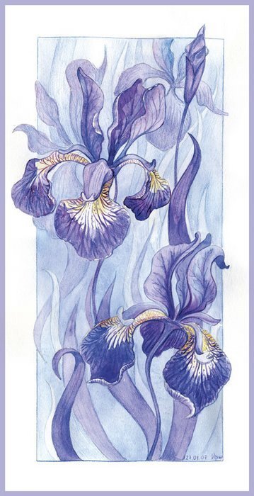 Ирисы - цветы, ирисы - оригинал
