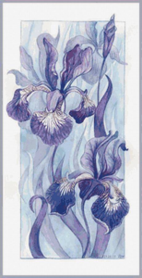 Ирисы - ирисы, цветы - предпросмотр