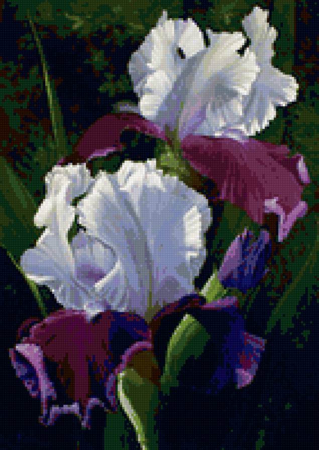 Ирисы - цветок, ирисы, цветы - предпросмотр