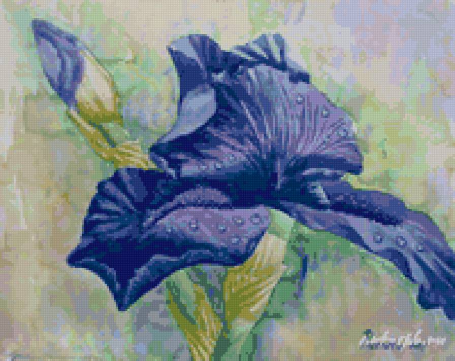 iris - flower - предпросмотр