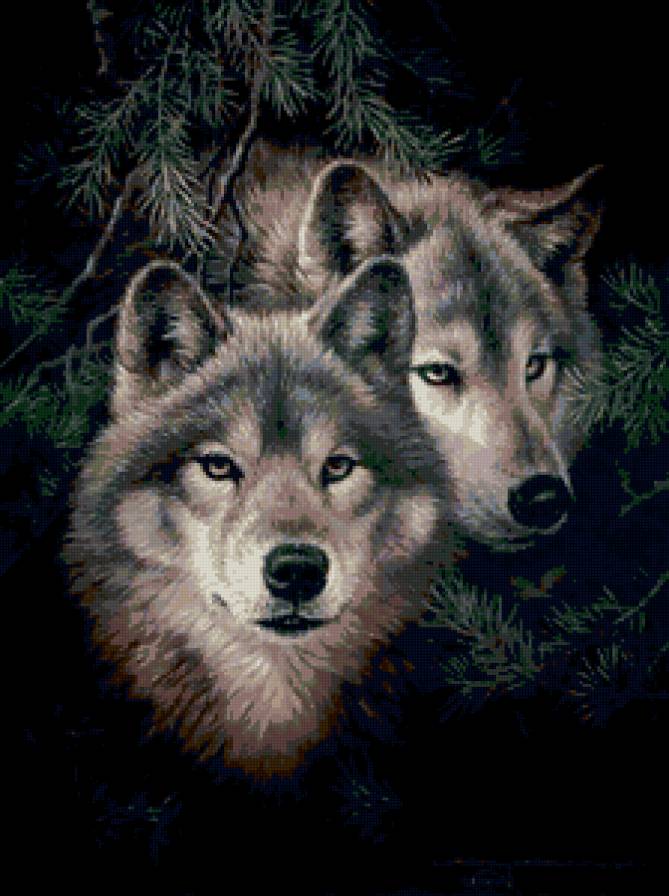 Волки - волк, животные - предпросмотр