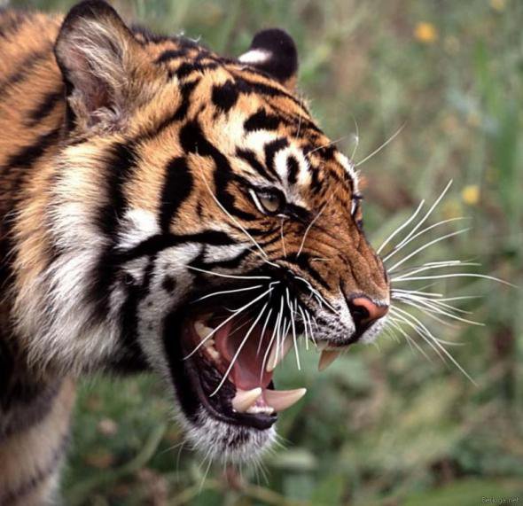 тигр1 - оригинал