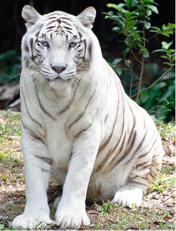 белый тигр - оригинал