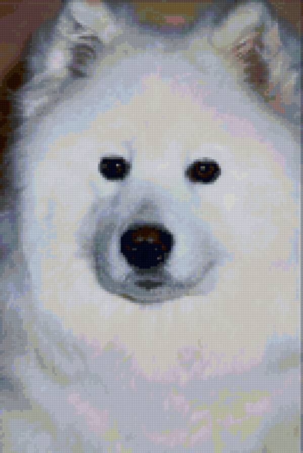 №24416 - собаки - предпросмотр