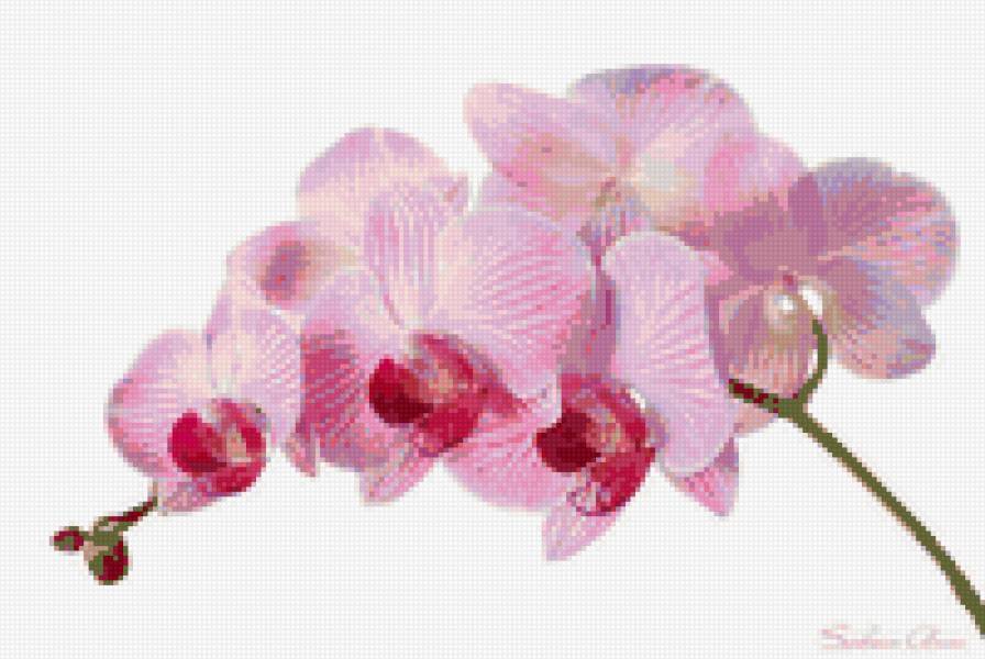 Орхидея - цветы, орхидея, фаленопсис - предпросмотр