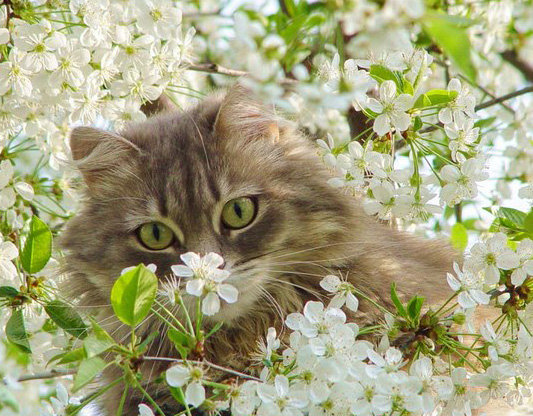 кис - оригинал