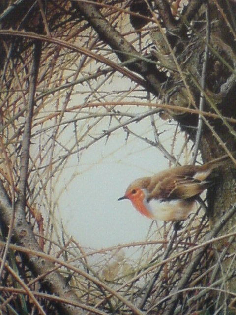 красная грудка - животные, природа - оригинал