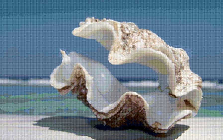 Ракушка 2 - море - предпросмотр