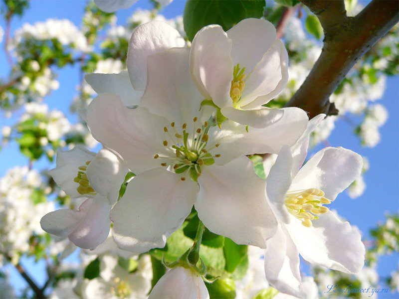 Цветок - цветы - оригинал