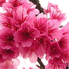 Схема вышивки «Цветок»