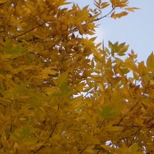 Схема вышивки «осень»